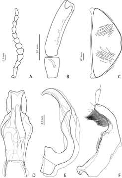 Image of <i>Exocelina edeltraudae</i>