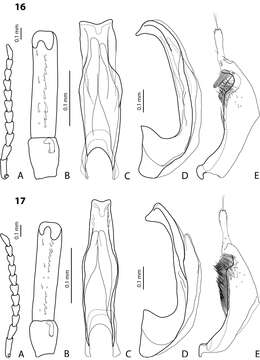 Image of Exocelina ekari Shaverdo, Hendrich & Balke