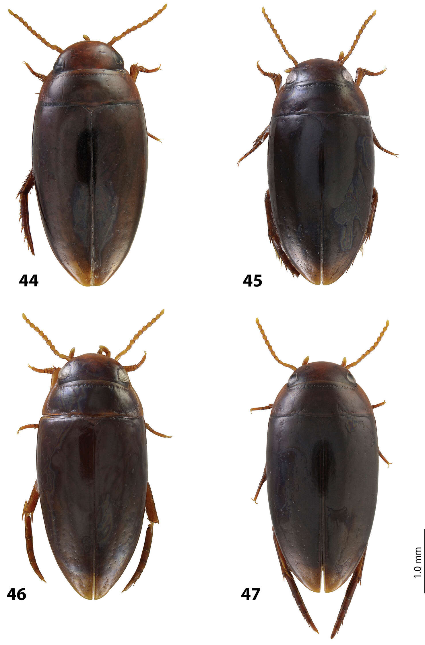 Image of Exocelina eme Shaverdo, Hendrich & Balke