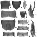 Imagem de <i>Lathrobium manissimum</i>