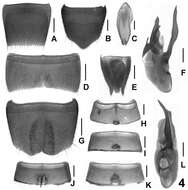 Imagem de <i>Lathrobium manissimum</i>