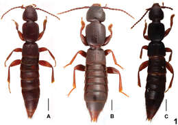 Image of Lathrobium pilosum Peng & Li