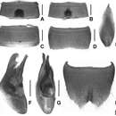 Image of Lathrobium pilosum Peng & Li