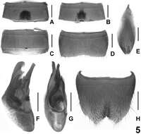 Image of Lathrobium pilosum Peng & Li