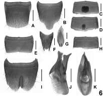 Lathrobium tangi Peng, Zhong & Li-Zhen Li 2012 resmi