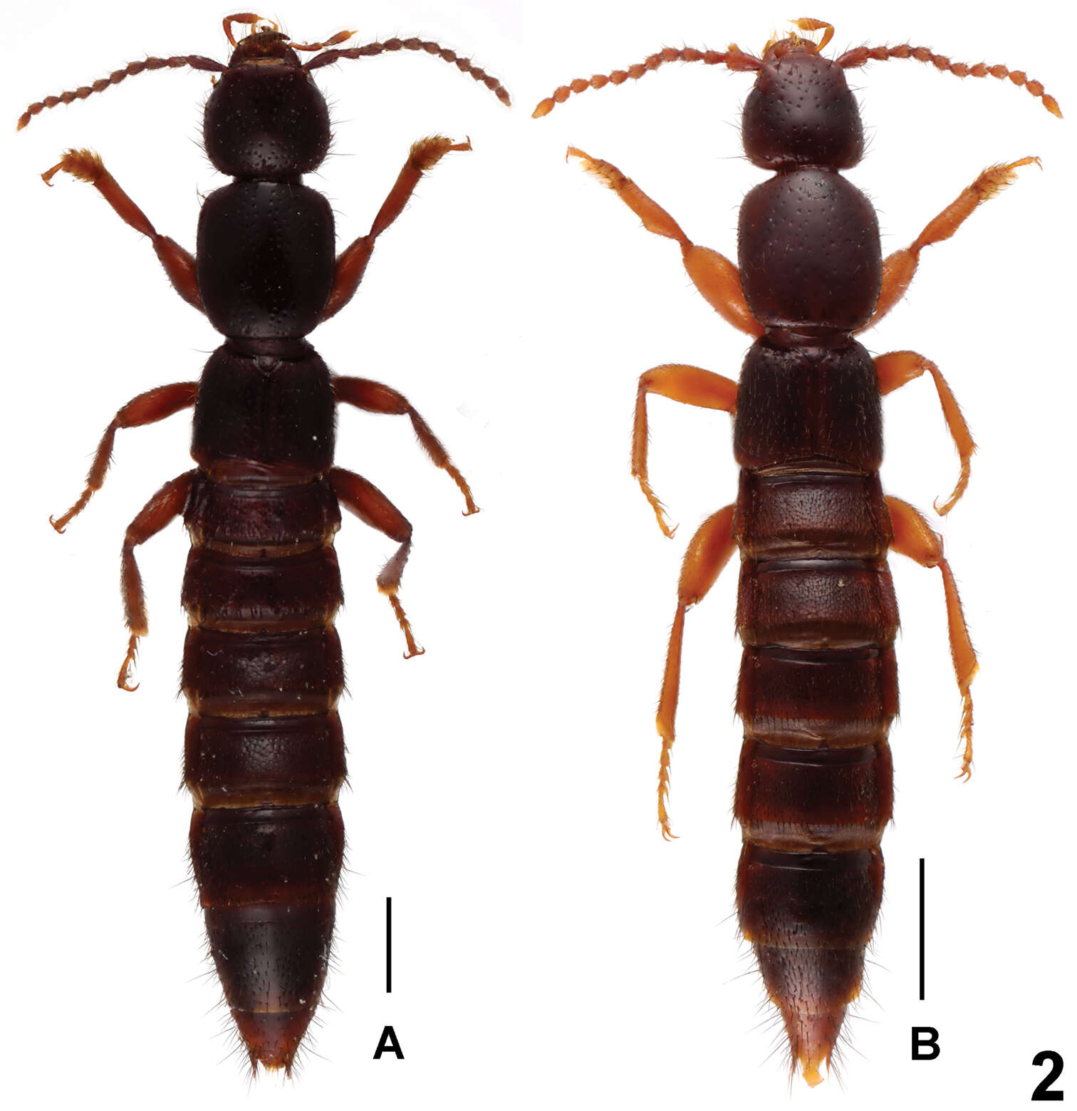 Image of Lathrobium obstipum Peng, Zhong & Li-Zhen Li 2012