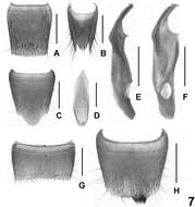 Image of Lathrobium obstipum Peng, Zhong & Li-Zhen Li 2012