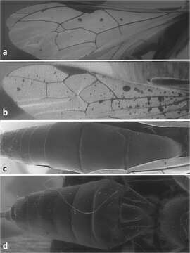 Image of Cyanopterus