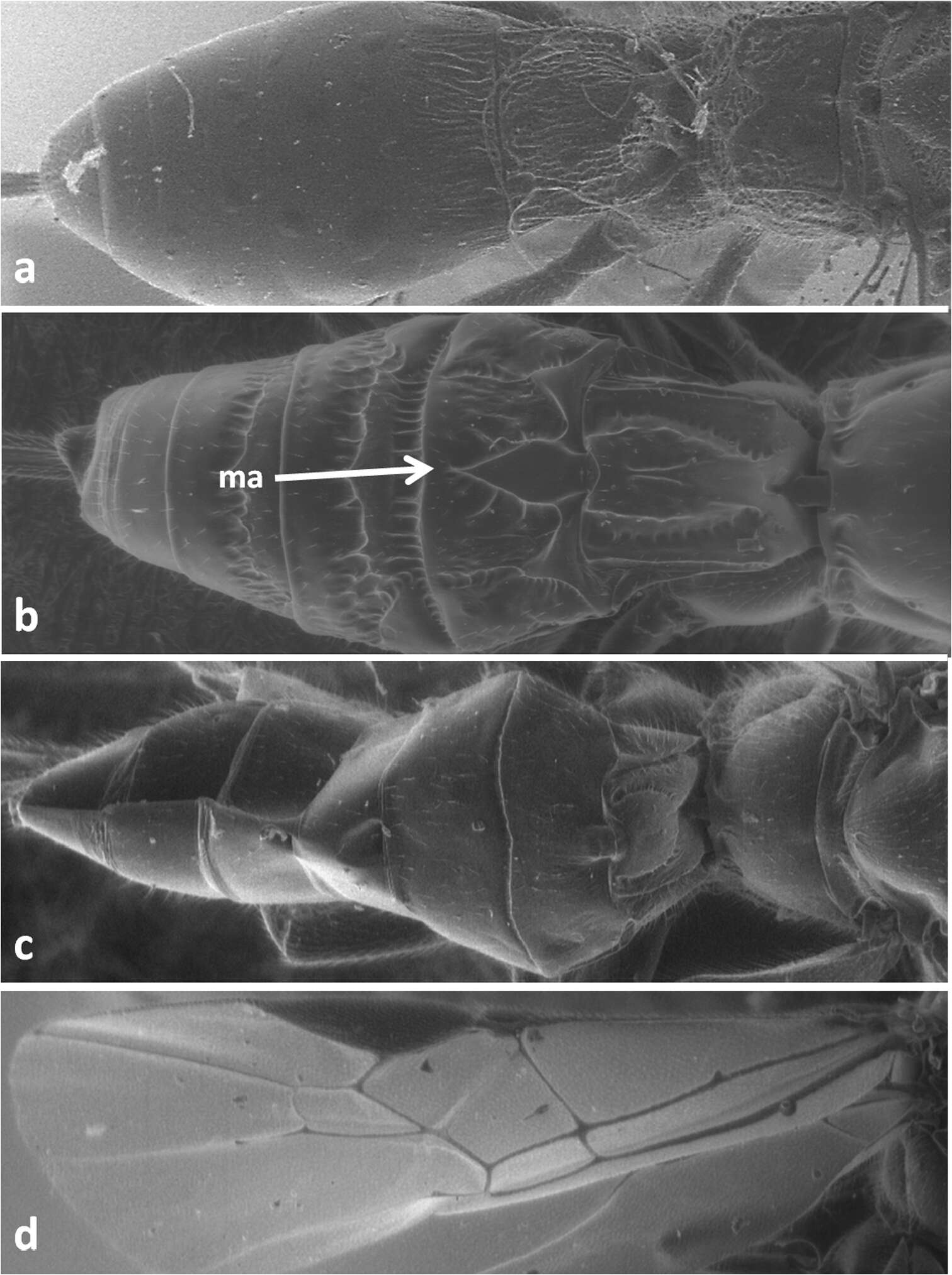 Image of Doryctes