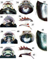 Image de Onthophagus kokodanus Krikken & Huijbregts 2012