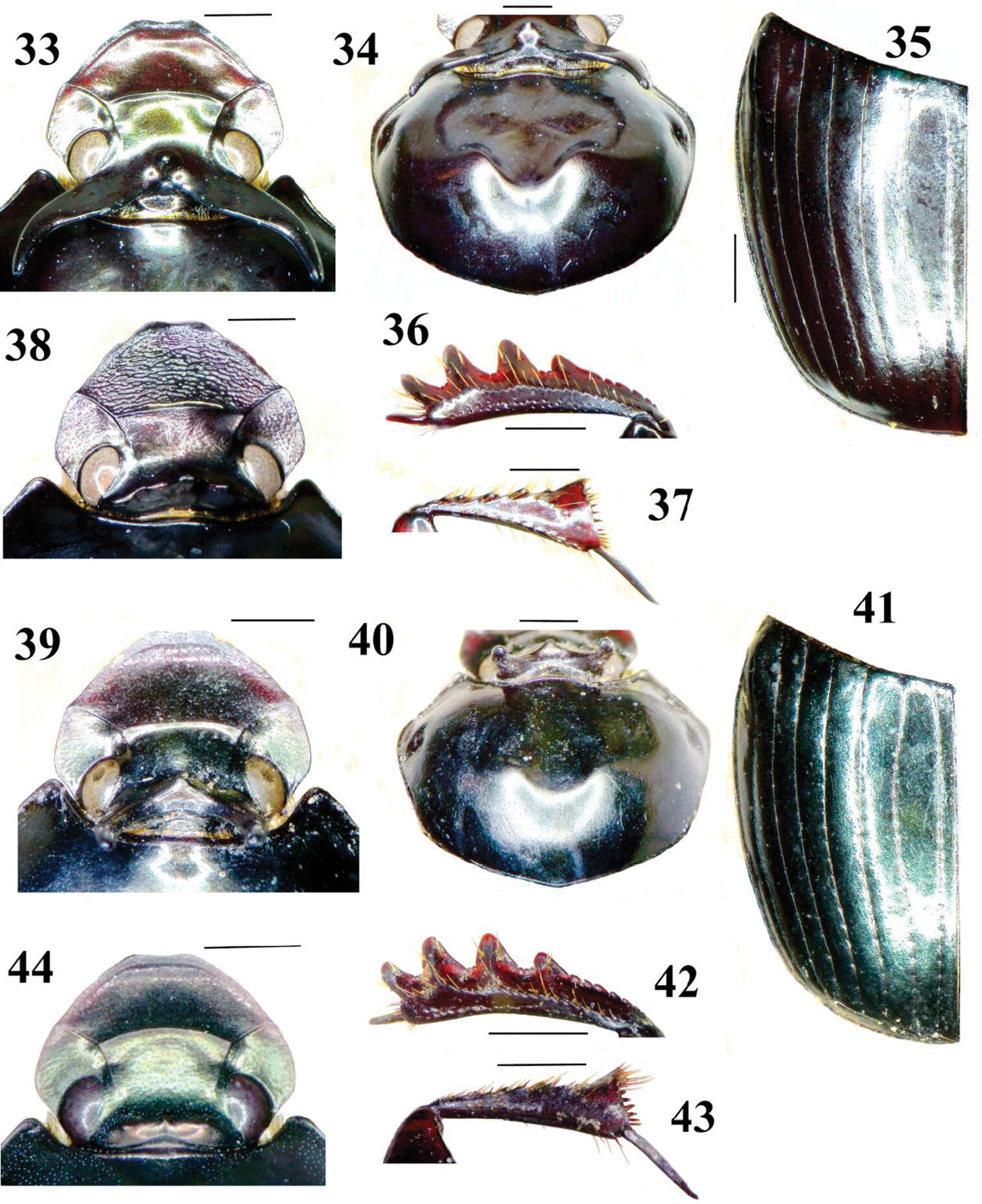 Image of Onthophagus kokodanus Krikken & Huijbregts 2012