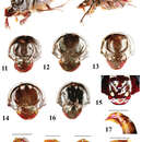 Image de Onthophagus kokosquamatus Krikken & Huijbregts 2012