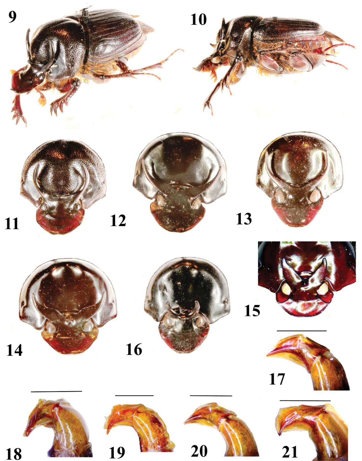 Image de Onthophagus kokosquamatus Krikken & Huijbregts 2012