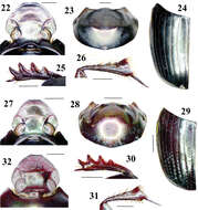 Image of Onthophagus abmisibilus Krikken & Huijbregts 2012