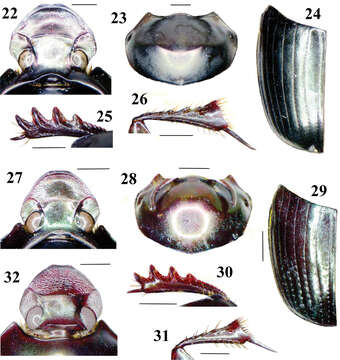 Sivun Onthophagus abmisibilus Krikken & Huijbregts 2012 kuva