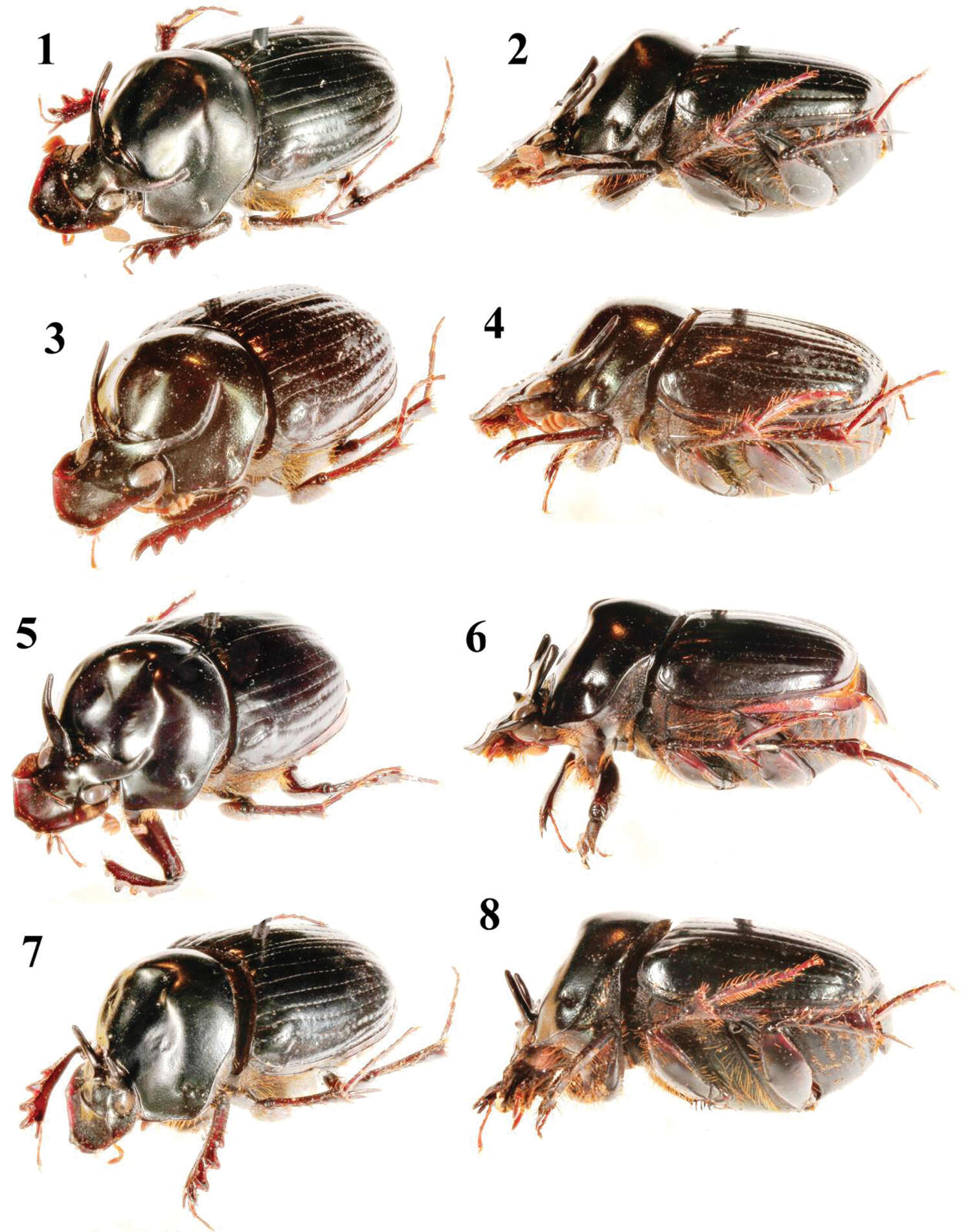 Image of Onthophagus catenatus Lansberge 1883