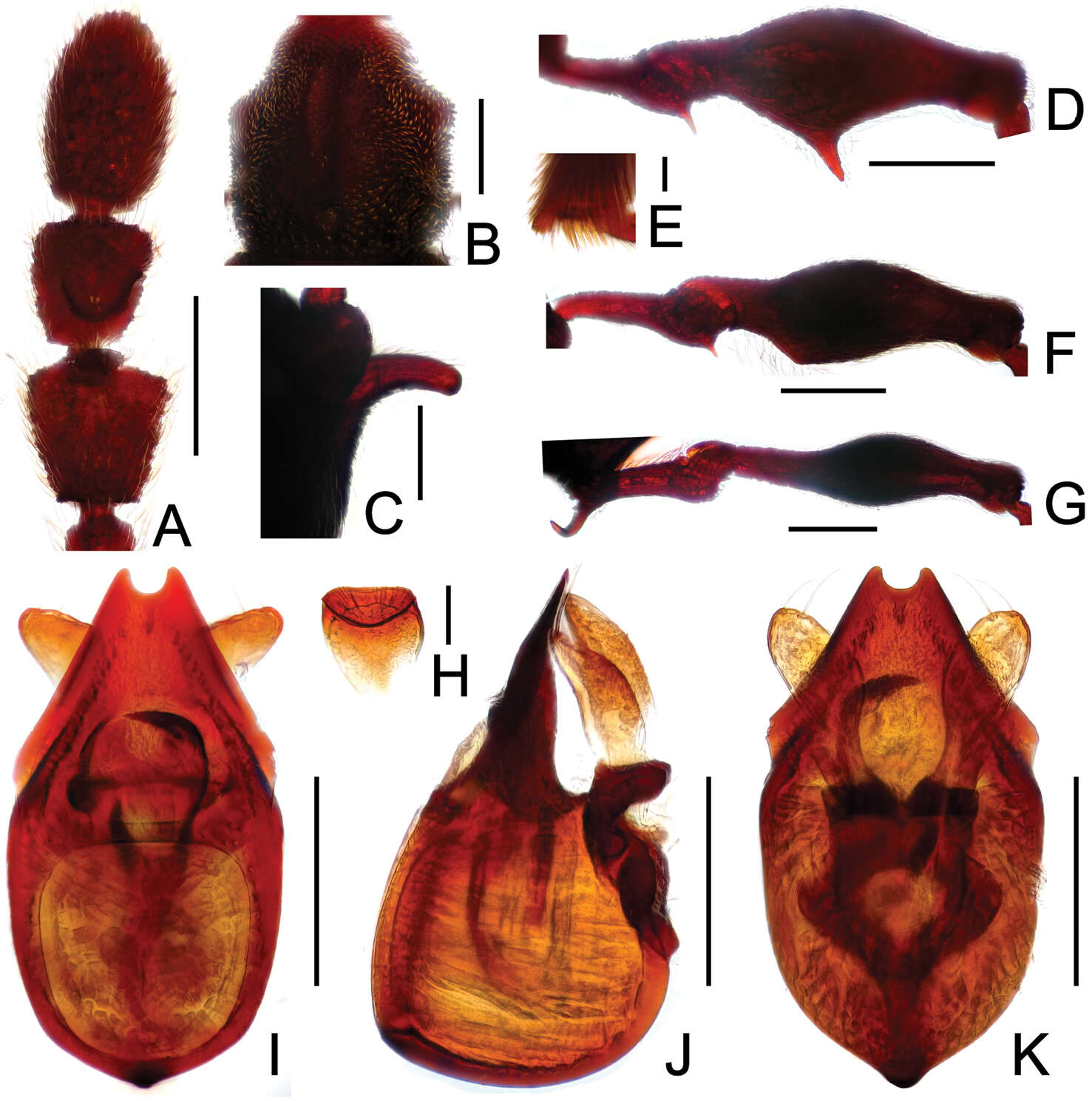 Image of Labomimus