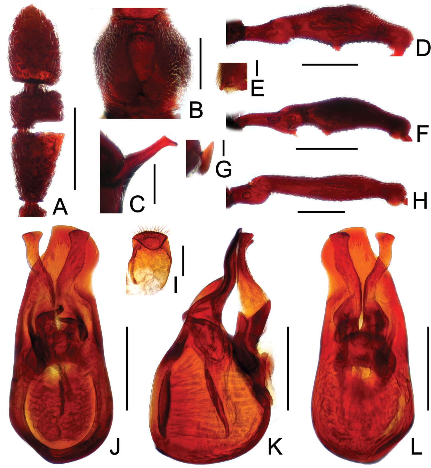 Image of Labomimus dabashanus Yin, Zi-Wei & Li-Zhen Li 2012