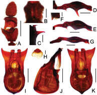 Image of Labomimus mirus Yin, Zi-Wei & Li-Zhen Li 2012