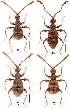 Image of Labomimus sarculus Yin, Zi-Wei & Li-Zhen Li 2012