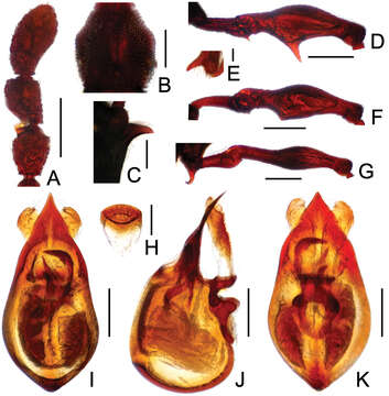 Image of Labomimus sarculus Yin, Zi-Wei & Li-Zhen Li 2012