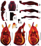 Image of Labomimus schuelkei Yin, Zi-Wei & Li-Zhen Li 2012