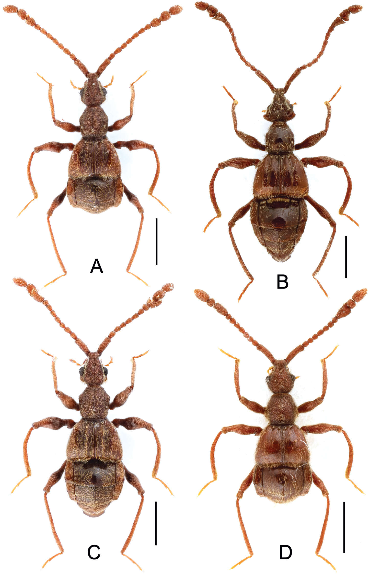 Image of Labomimus vespertilio Yin, Zi-Wei & Li-Zhen Li 2012