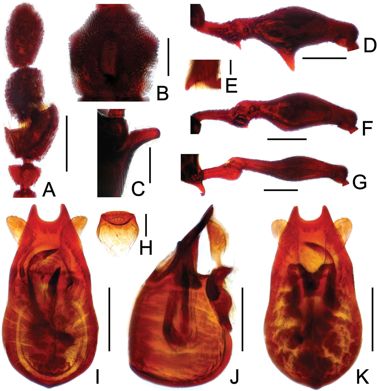 Image of Labomimus vespertilio Yin, Zi-Wei & Li-Zhen Li 2012