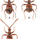 Image of Pselaphodes distincticornis Yin, Zi-Wei & Li-Zhen Li 2012