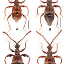 Image of Labomimus tibialis (Yin, Zi-Wei & Li-Zhen Li 2012)