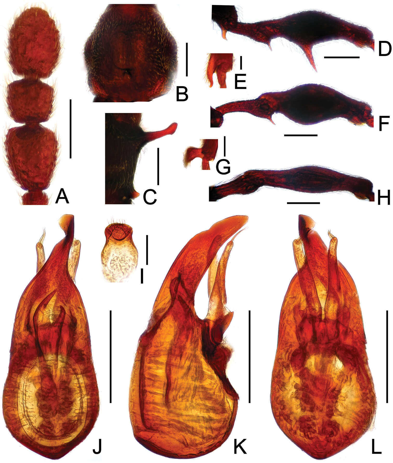 Image of Labomimus tibialis (Yin, Zi-Wei & Li-Zhen Li 2012)