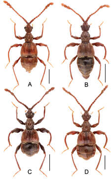 Image of Labomimus venustus (Yin, Zi-Wei & Li-Zhen Li 2012)