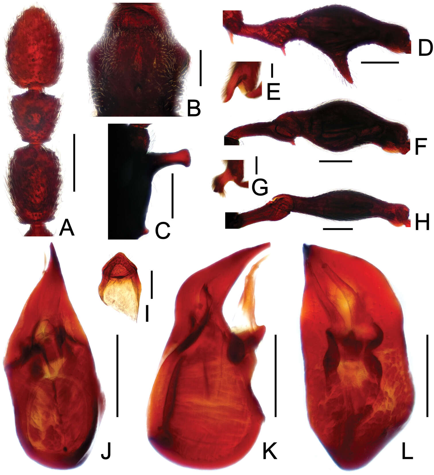 Image of Labomimus venustus (Yin, Zi-Wei & Li-Zhen Li 2012)