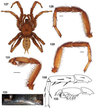 Image of wafer-lid trapdoor spiders