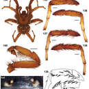 Image of Aptostichus nateevansi Bond 2012