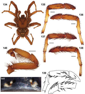 Image of wafer-lid trapdoor spiders