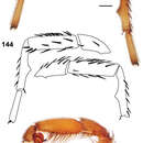 Image of Aptostichus chiricahua Bond 2012