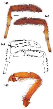 Image of Chiricahua Mountain Trapdoor Spider