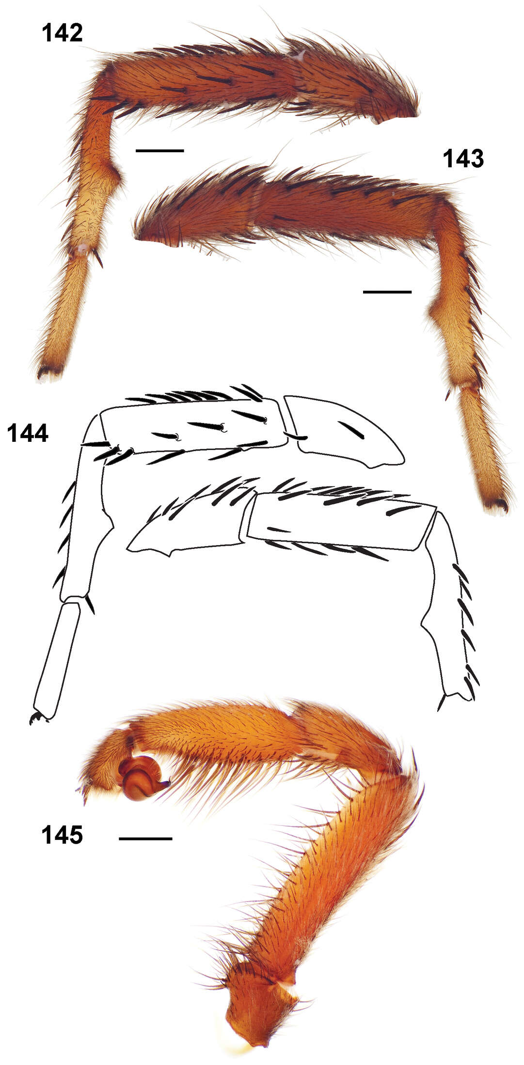 Image of Aptostichus chiricahua Bond 2012
