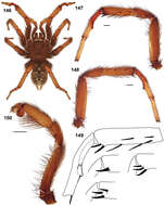 Sivun Aptostichus icenoglei Bond 2012 kuva