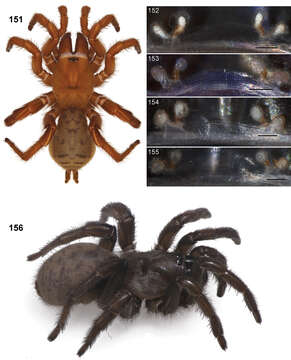 Image of Icenogle Trapdoor Spider