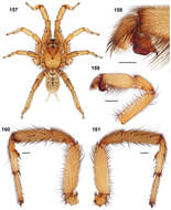 Sivun Aptostichus cabrillo Bond 2012 kuva