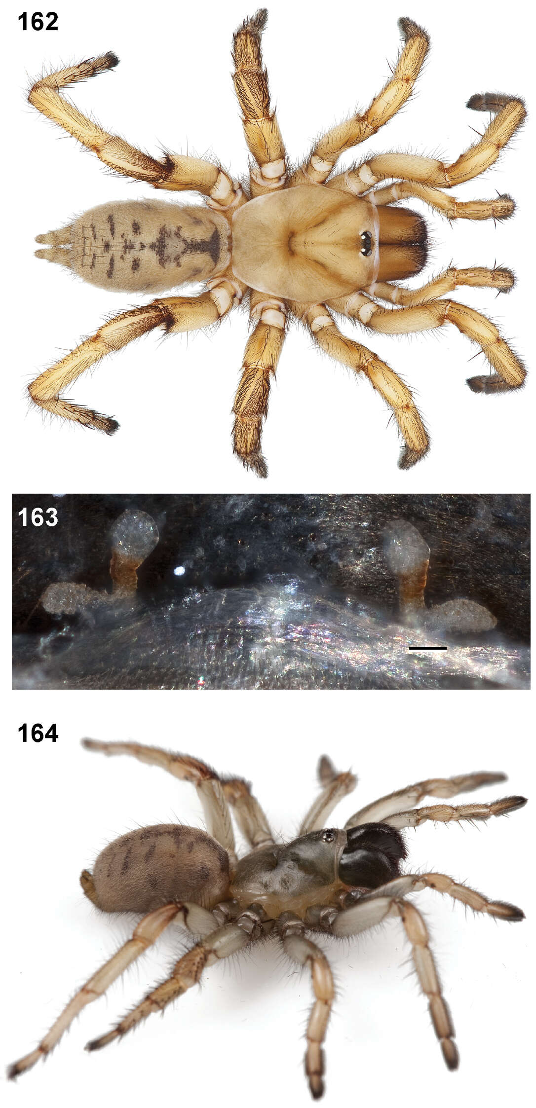 Image of Aptostichus cabrillo Bond 2012