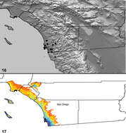 Image of Aptostichus cabrillo Bond 2012