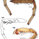 Image of Aptostichus isabella Bond 2012