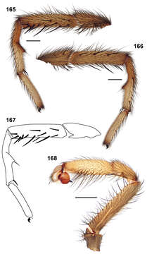 Sivun Aptostichus isabella Bond 2012 kuva