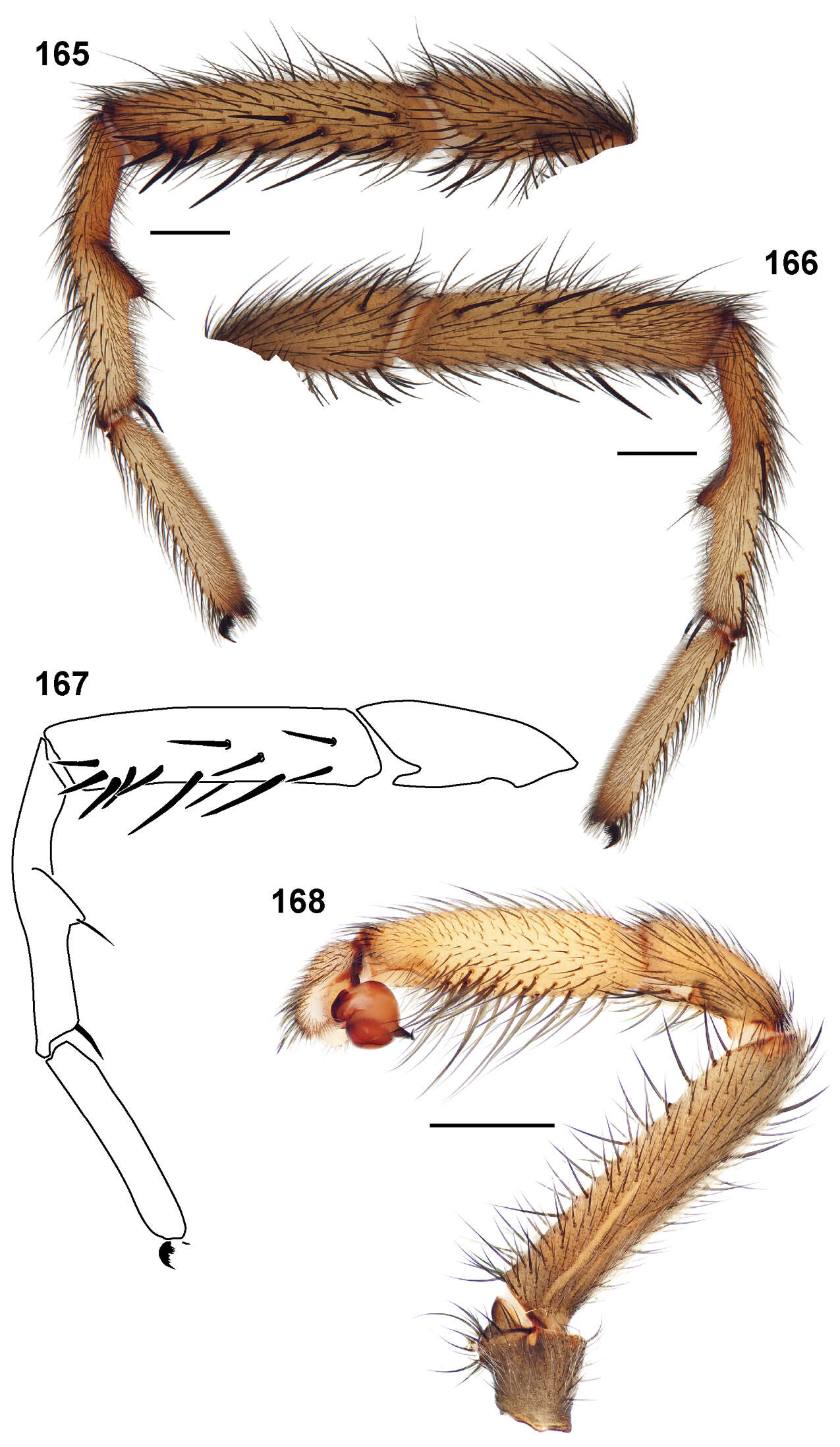 Image of Aptostichus isabella Bond 2012