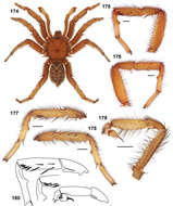 Image of wafer-lid trapdoor spiders