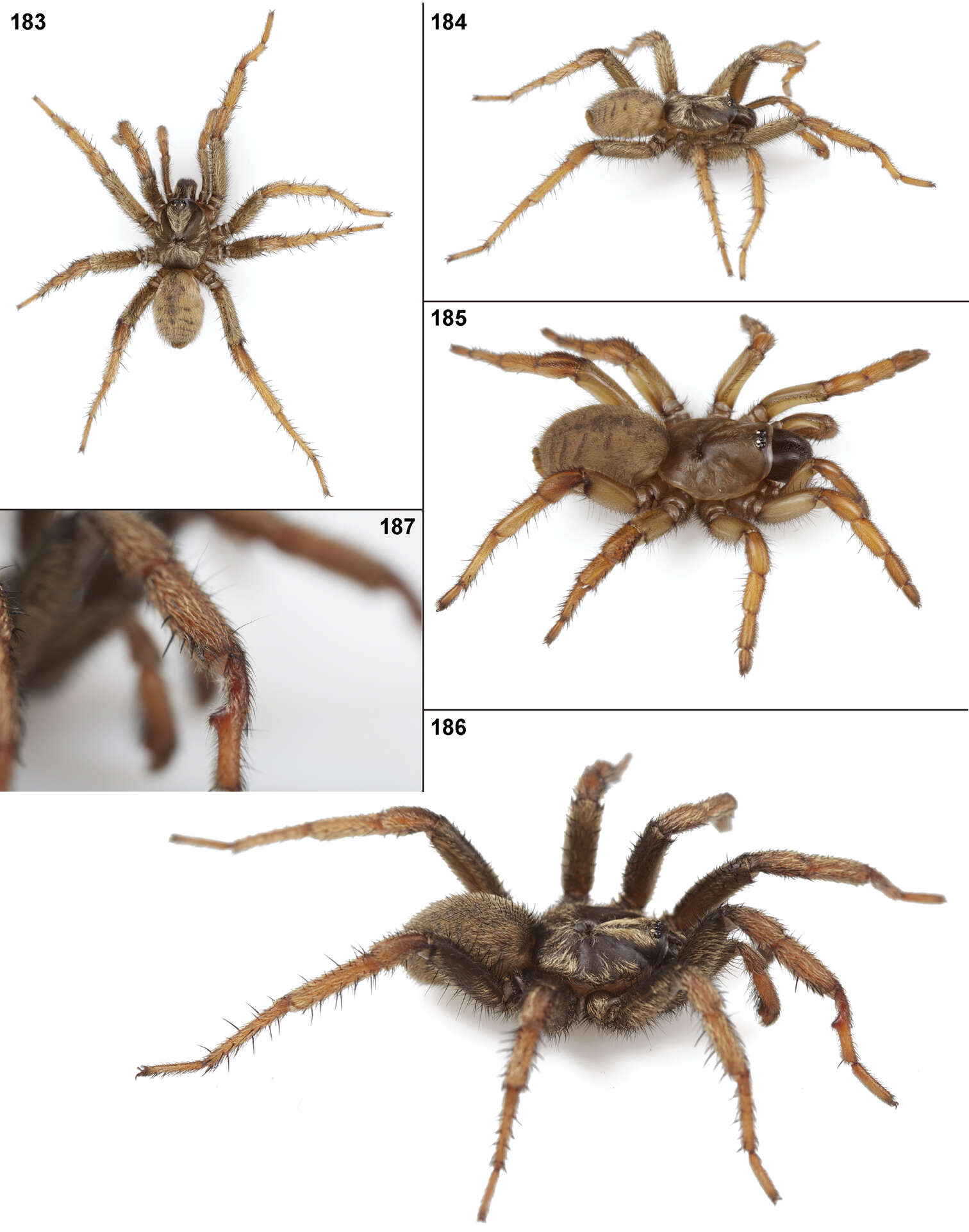 Image of wafer-lid trapdoor spiders