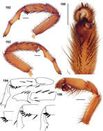 Image of Aptostichus hesperus (Chamberlin 1919)